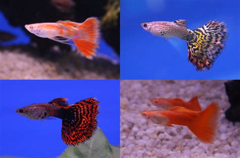 Image result for Fish Breeding