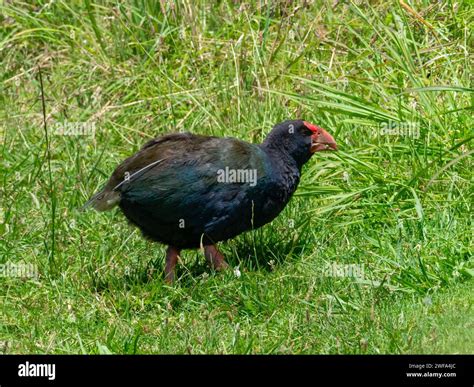 Takahe flightless bird in new hi-res stock photography and images - Alamy