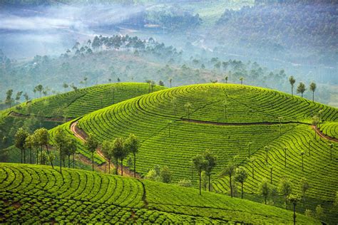 Exploring the Exquisite Tea Regions in India - SereniTea Room