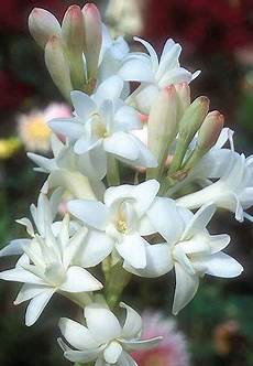 tuberose fiori la tuberosa fiore dal profumo proibito extrait tuberose fiori la tuberosa fiore dal profumo proibito extrait