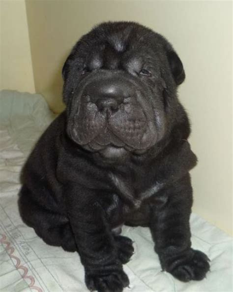 Rassehunde Shar Pei Kleinanzeigen | Rassehunde Shar Pei Annoncen ...