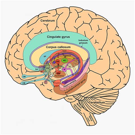 Cingulate Gyrus Function 的图像结果
