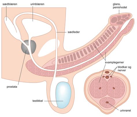 Klitoris Stimulering