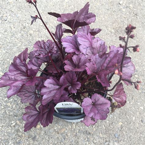 Purple Coral Bells (Heuchera) Assorted varieties › Anything Grows