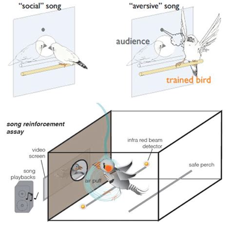 Image result for Bird Training Discrimination Task
