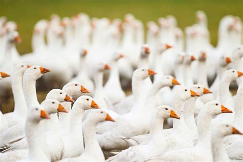 Image result for Processing Geese