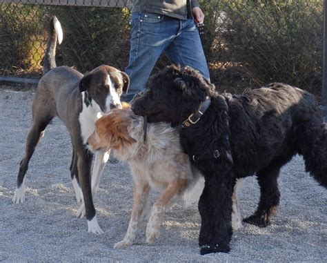 Poodle Great Dane Mix
