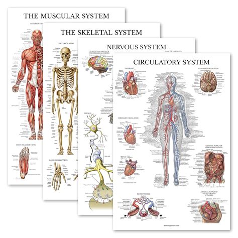 4 Pack - Anatomical Poster Set - Laminated - Muscular, Skeletal ...