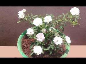 Live World Rose Plant Price in India - Buy Live World Rose Plant online ...