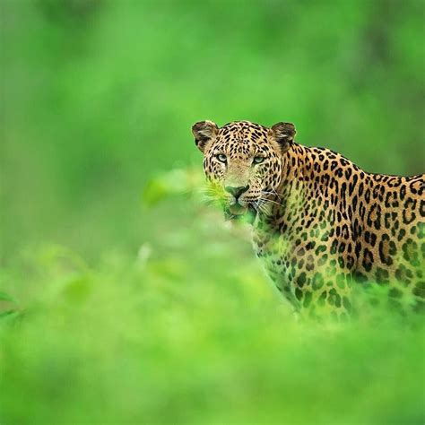 Top Wildlife Destinations And Animals You Must See In Rajasthan