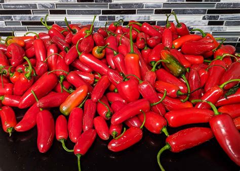 Red Jalapeno Pepper