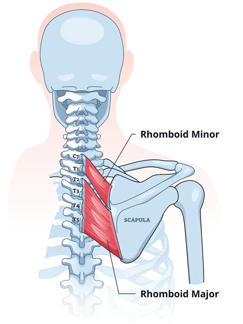 11 Rhomboid Exercises - Rows, Pulls, Flys - Illustrated Guide - Gym ...