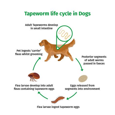 WORM SCREEN Dog (2 tablets): Dog Worming Tablets - Veterinary Licensed ...
