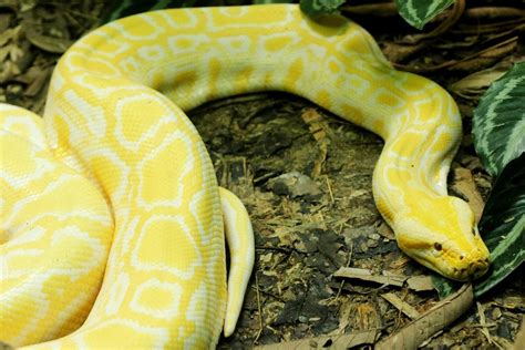 42 Yellow Animals Found in Nature and Their Colorful Features | Color ...