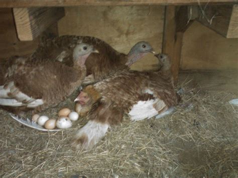 Turkey Nesting 的图像结果