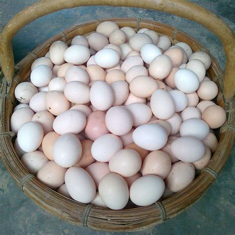 柴鸡蛋（又称土鸡蛋、笨鸡蛋）_百度百科