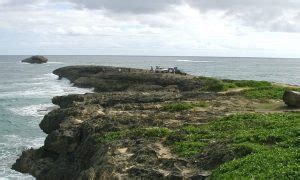 Image result for Java Sparrow Bird