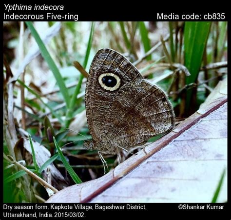 Ypthima indecora Moore, 1882 - Indecorous Five-ring | Butterfly