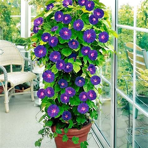 50+ Seeds- Rainbow Portulaca Flower Seeds For Home Garden - Easy To ...
