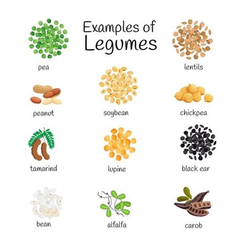 What Is Legumes And Examples at Shanita Matheny blog