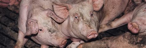 Sustainable Food Systems to Tackle Antimicrobial Resistance - Pandemics ...