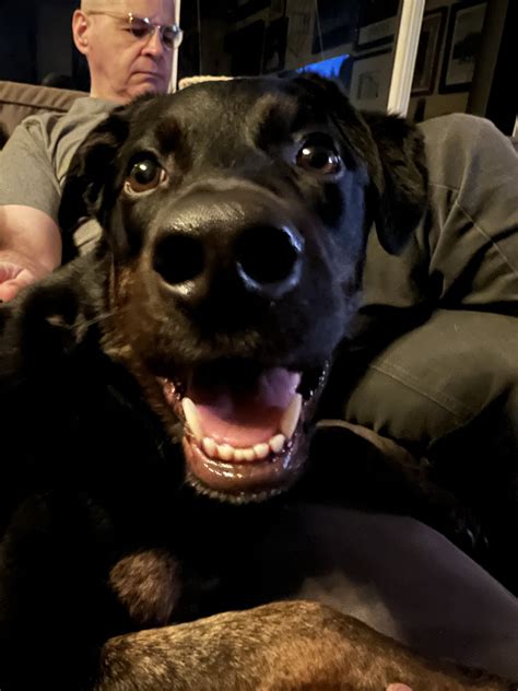 Terrifying idiot! | German Shepherds Forum