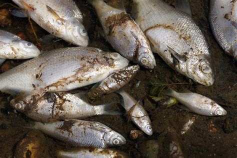 Mystery as Thousands of Fish Die in River on German-Polish Border - Newsweek