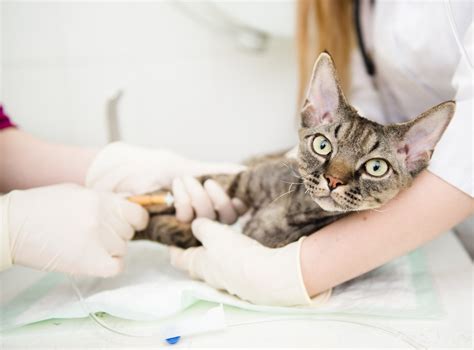 Pet Wellness | Sequoyah Animal Hospital