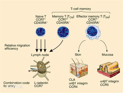 效应T细胞图册_360百科
