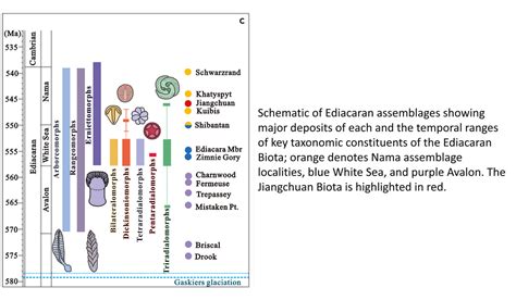 Evolution of Animals 的图像结果