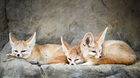 Fennec Fox Extinction 的图像结果