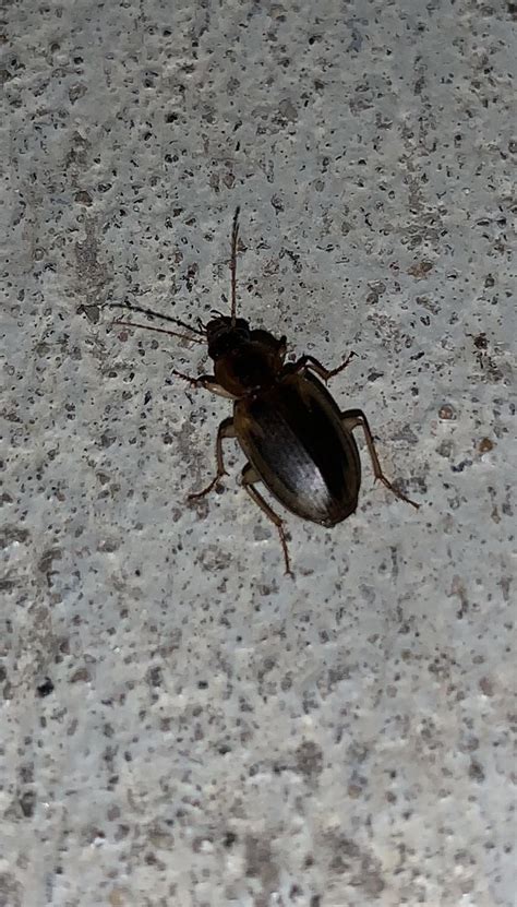 Is this a beetle or a cockroach? : r/whatsthisbug
