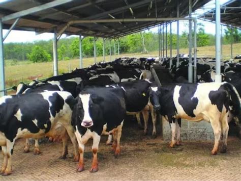Success Story: ಕೇವಲ 5 ಹಸುಗಳೊಂದಿಗೆ ಹೈನುಗಾರಿಕೆ ಆರಂಭಿಸಿದ ಮಹಿಳೆ ಇಂದು ...