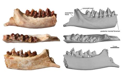 https://greekreporter.com/wp-content/uploads/2025/04/fossil-jaw-of-ravjaa-ishiii-from-mongolias-bayanshiree-formation-credit-tsukasa-okoshi-1536x955.jpg