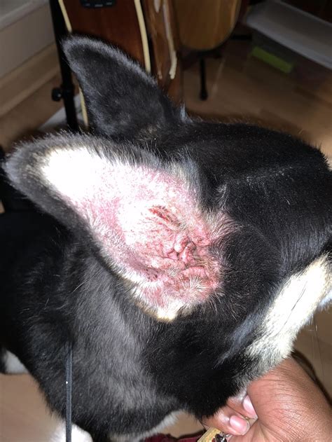 My Dog Has Dry Itchy Ears: What Should I Do