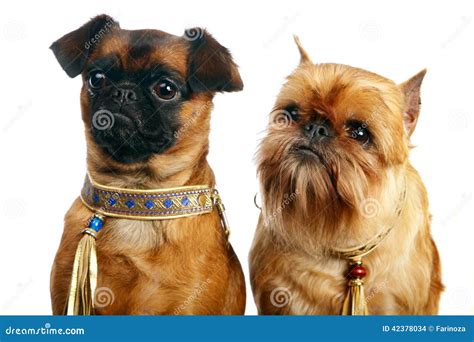 Griffon Brussels Petit Brabancon Dog Stock Photography | CartoonDealer ...