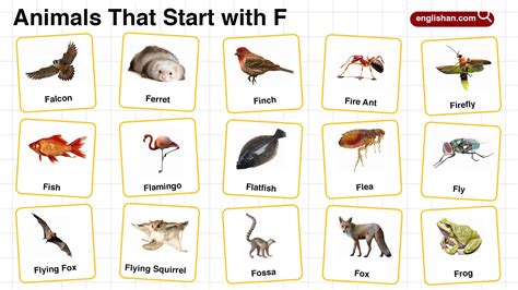 Animals Starting With F