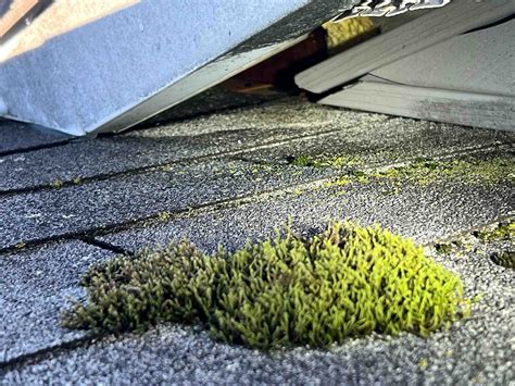 Do bats migrate? Insights into bat behavior - Bat Control Specialists ...