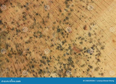 What Do Mold Spores Look Like On Wood at Alan Koester blog