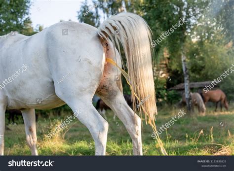 White Mare Horse Peeing Meadow Raised Stock Photo 2192620223 | Shutterstock