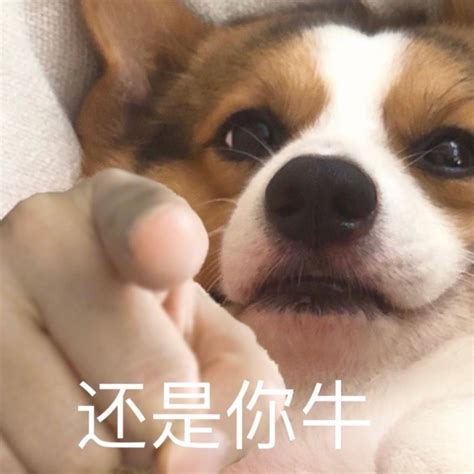 请狗节、赶狗节、浴狗节，这些属于中国的“狗节”，你知道多少？_狗狗