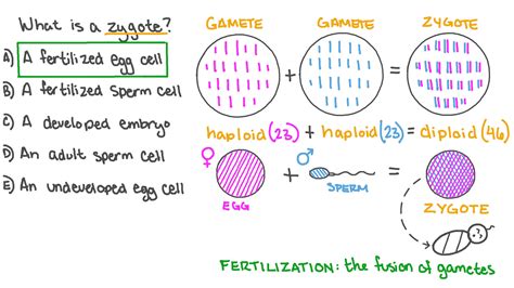 Can Zygote Be Haploid : 1 Transformation Of Diploid 2n Somatic Cells To ...