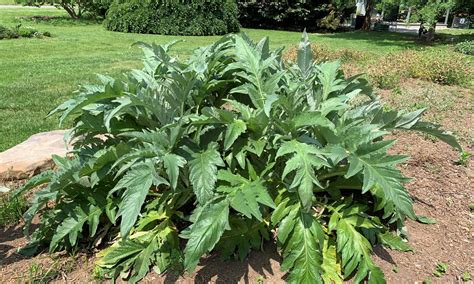 Want a Big and Bodacious Plant for the Garden? Add a Cardoon | Institute News