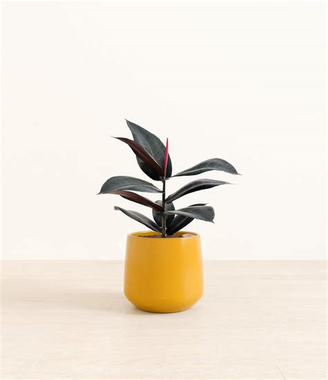 Image result for Planting Rubber Tree