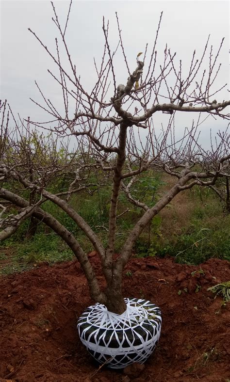 成都10公分桃树价格 桃树新品种 成都桃树基地 - 中国花木网