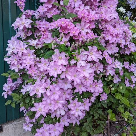 What To Do With Clematis After It Blooms - Keep Clematis Healthy!