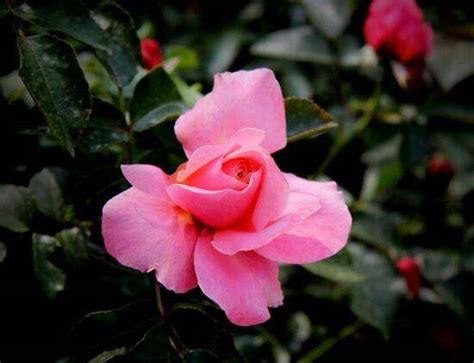 10款花艺圈最受欢迎的玫瑰品种，你都知道哪些？ - 知乎