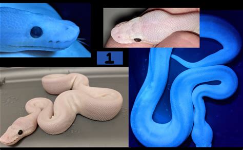 Image result for Red Marble Ball Python