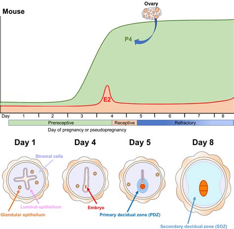 Molecular mechanisms of embryonic implantation in mammals: Lessons from the gene manipulation of ...