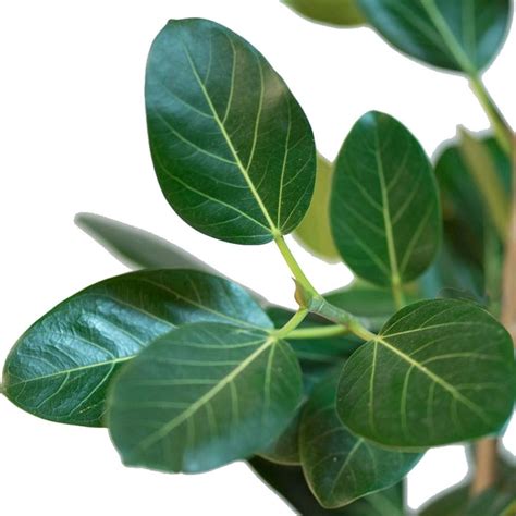 Banyan Plant | Vad Plant | बरगद/वट का पौधा - Buy Banyan Plant Online in ...